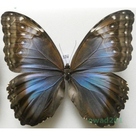 Morpho peleides Kollar, 1850 female Columbia 116mm12a